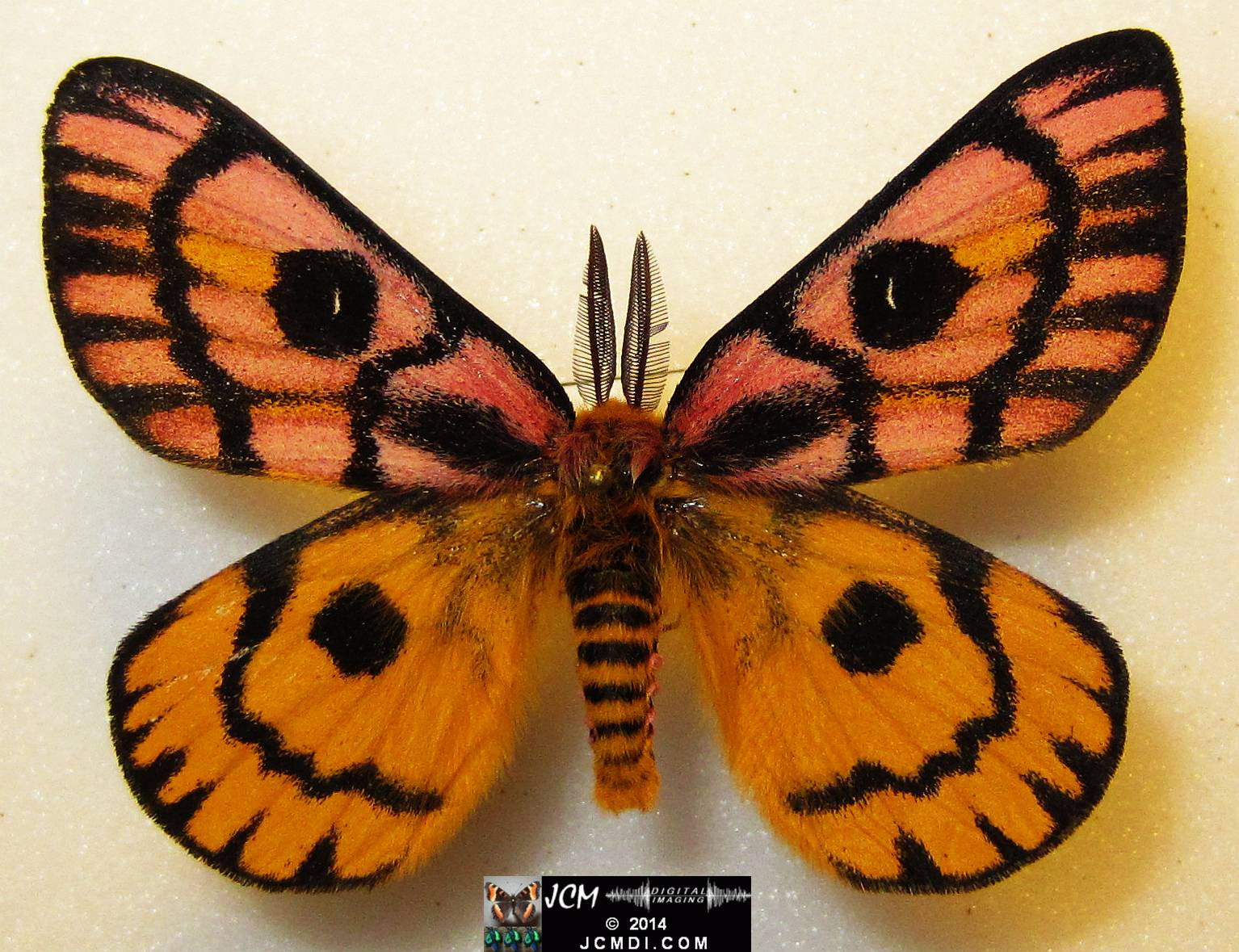 Hemileuca eglanterina male (Blue Ridge population San Gabriel mts California)